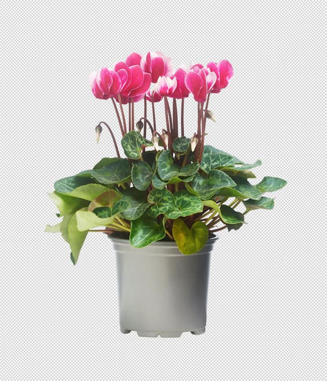 Alpefiol 11cm
