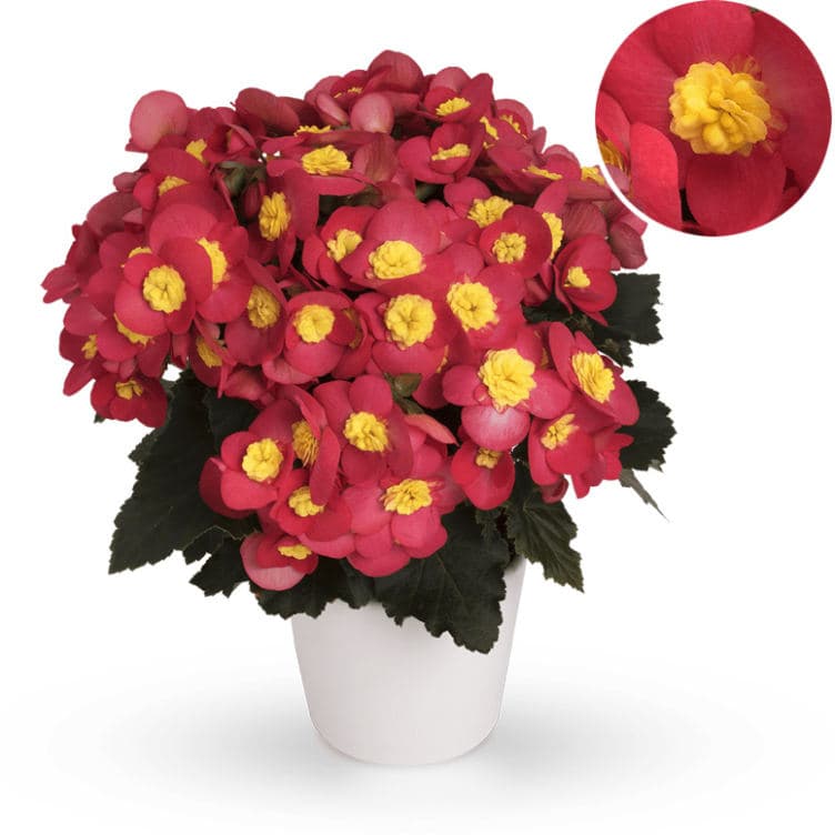 Begonia 12cm Stuebegonia Rød med Gul Kjerne Bama 1 stk