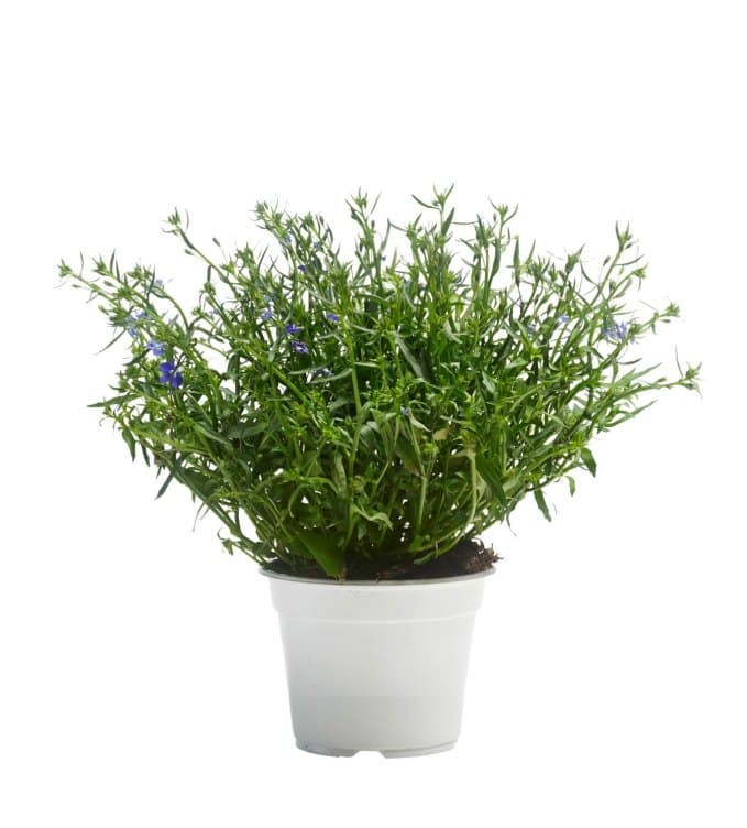 Lobelia 12cm