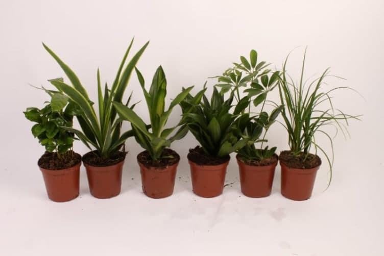 Grønnplanter Miks 12cm 1 stk