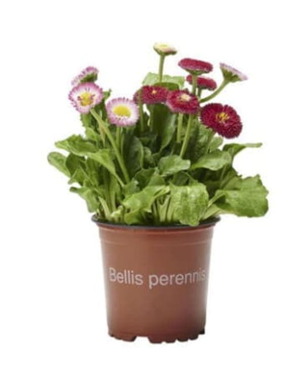 Bellis 11cm