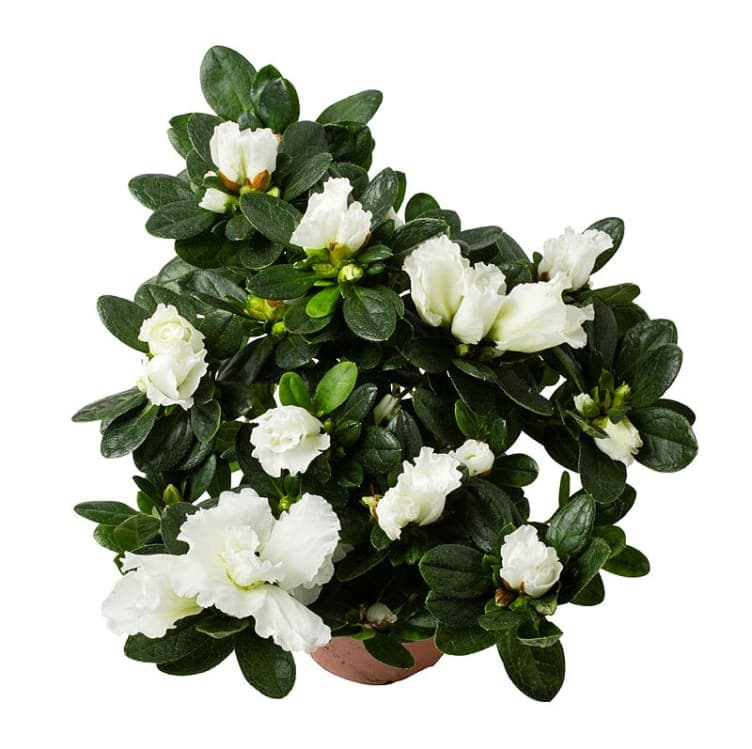 Azalea Hvit 12cm