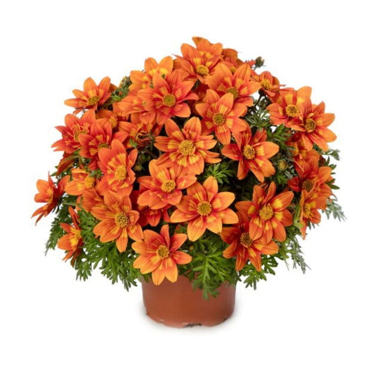 Bidens 14cm