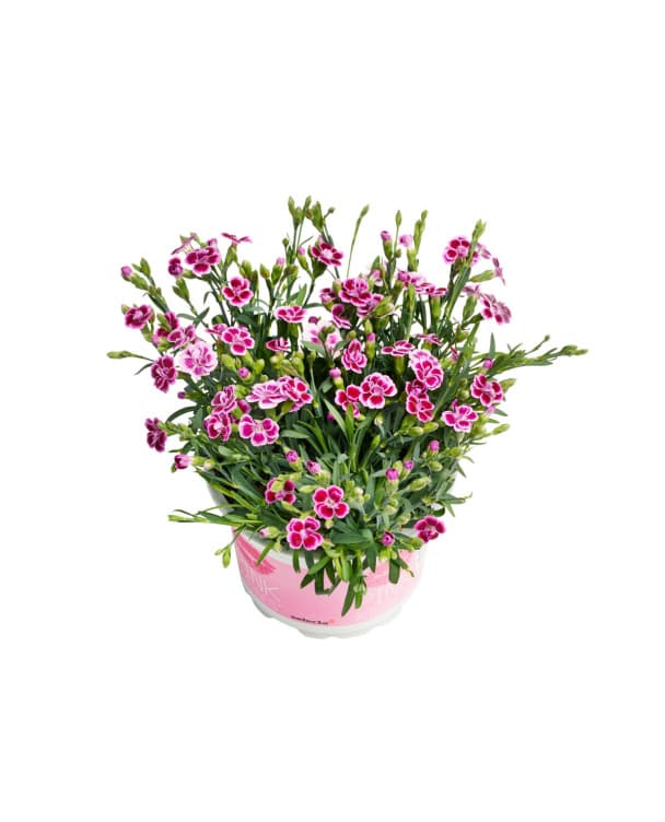 Pottenellik Diantica 11cm
