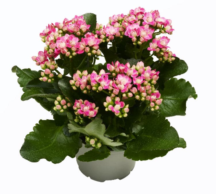 Ildtopp Ute 17cm