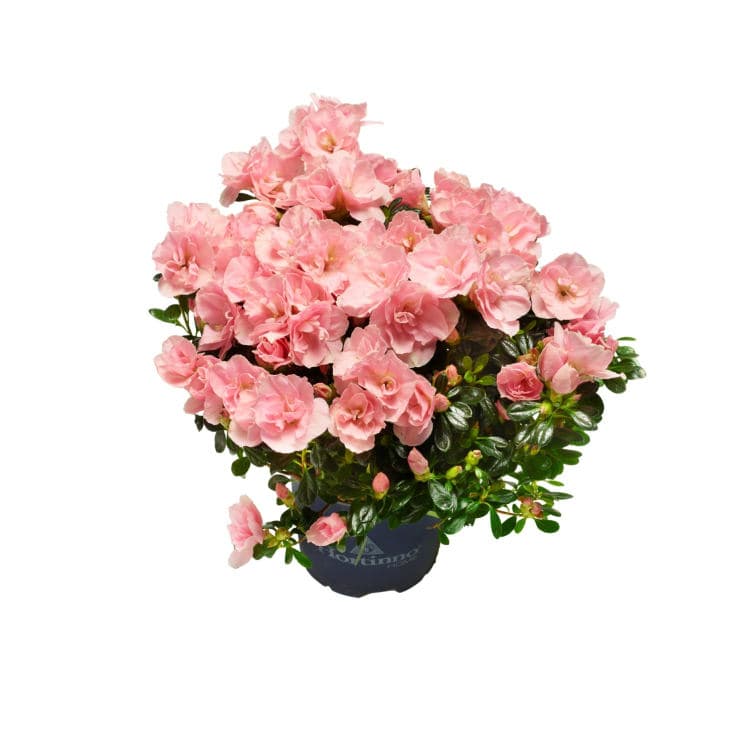 Azalea Rosa 12cm