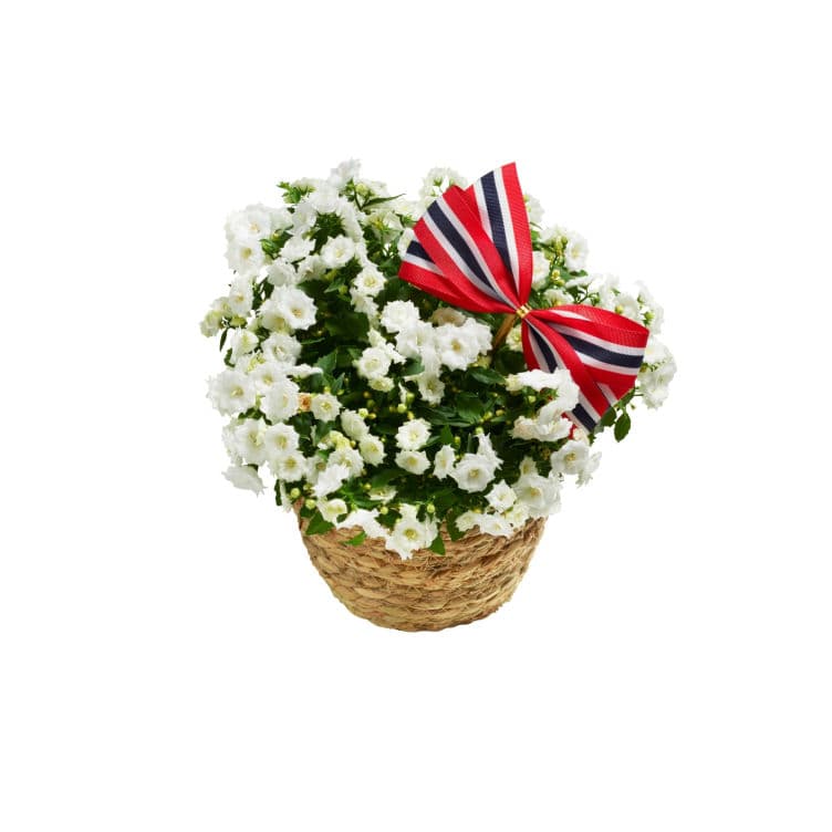 Campanula i kurv