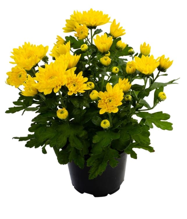 Chrysanthemum Gul 12cm