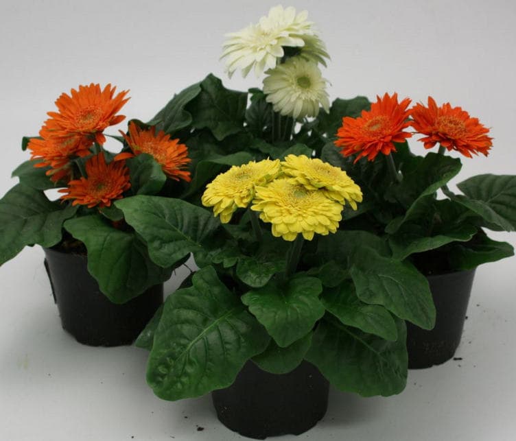 Gerbera 13cm