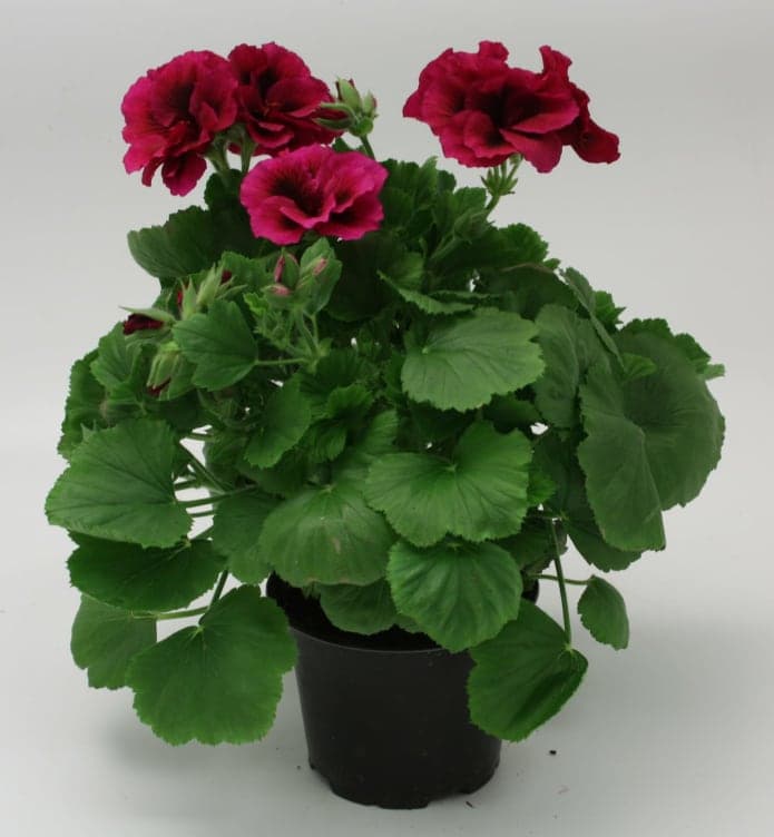 Pelargonia Engelsk 12cm