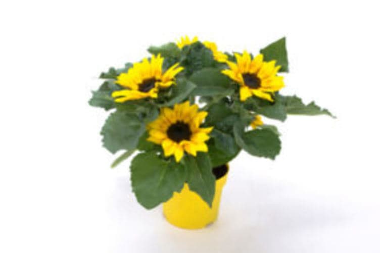 Solsikke 13cm