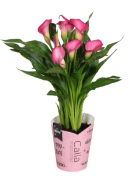 Calla 13cm