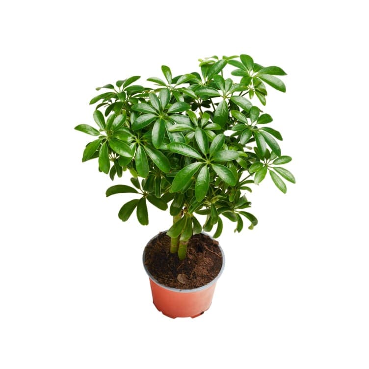 Schefflera Stamme 12cm