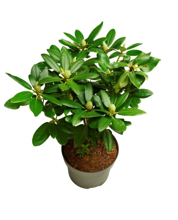 Rhododendron 21cm