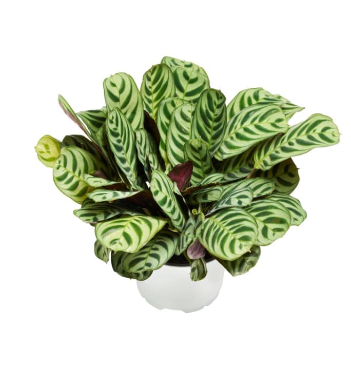 Calathea Mix