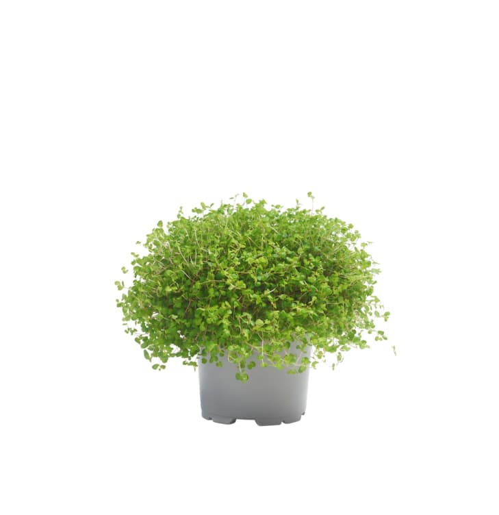 Husfred 13cm