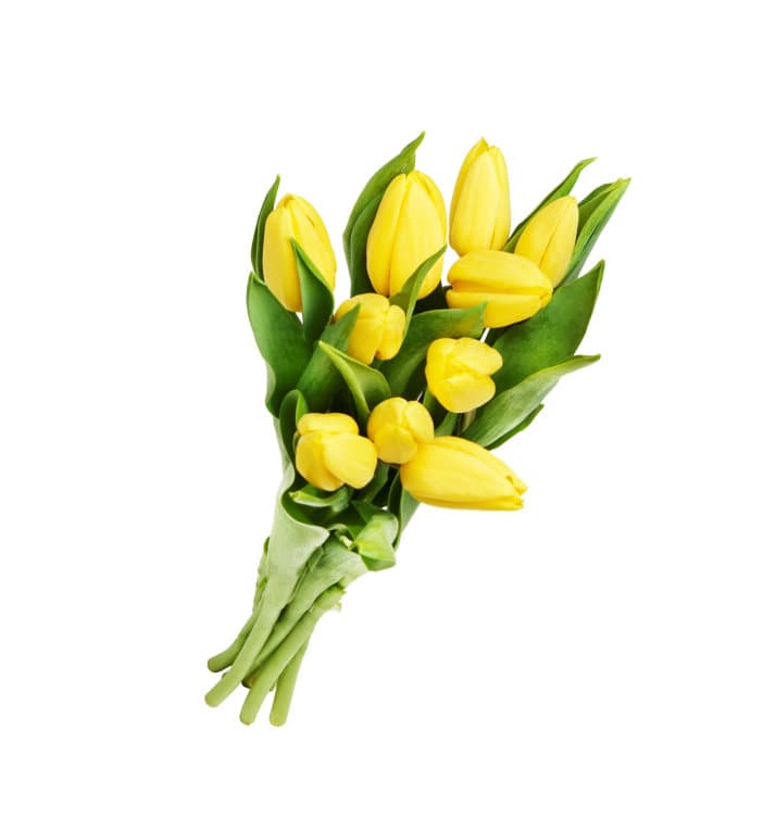 Tulipan 10pk