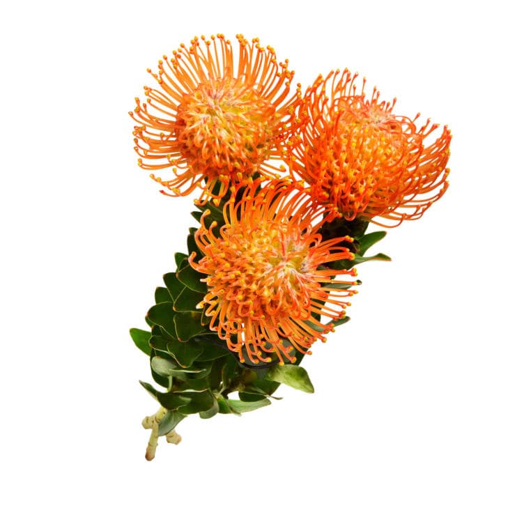 Protea 3pk