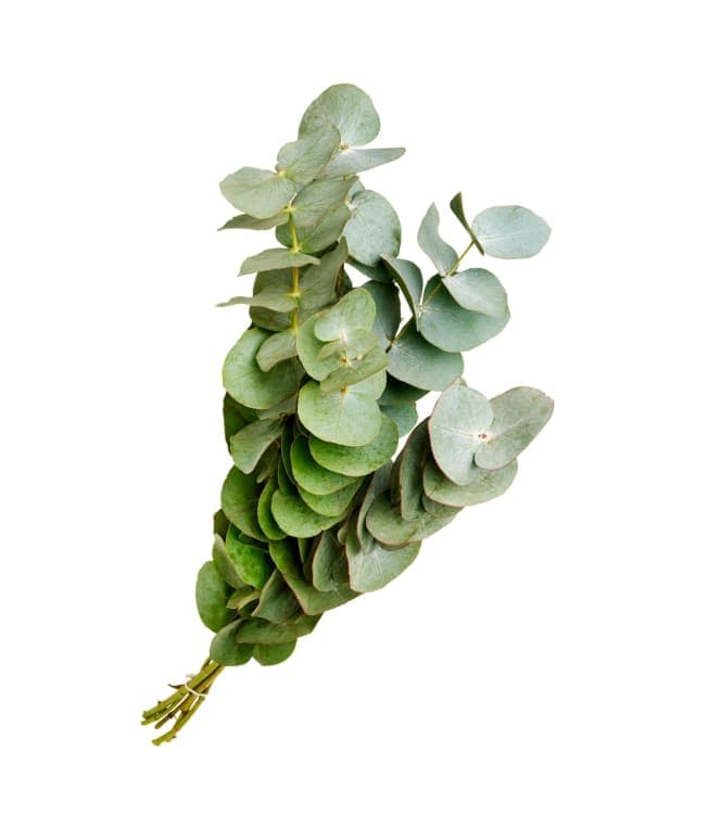 Eukalyptus 6pk