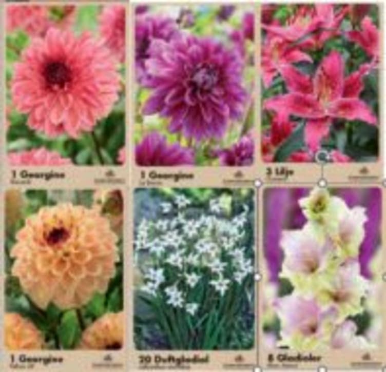 Blomsterløk i pose Vår