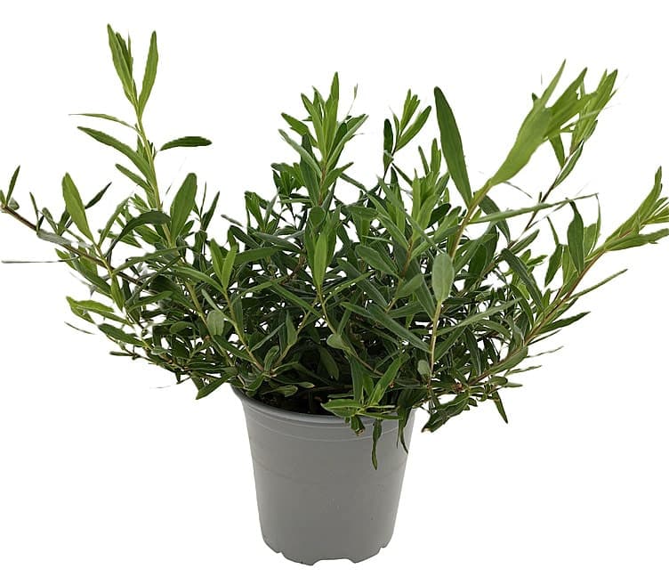 Estragon Fransk 650g Schrader Gartneri