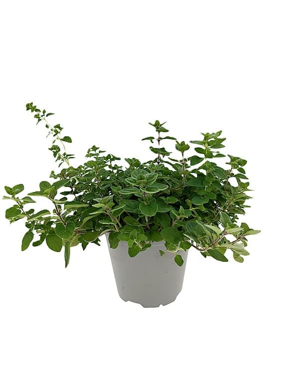 Oregano Stor 750g Schrader Gartneri