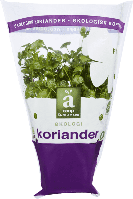 Änglamark Krydderurt 8cm Koriander