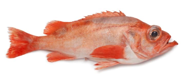 Uer hel Vill pr Kg 1,33 kg