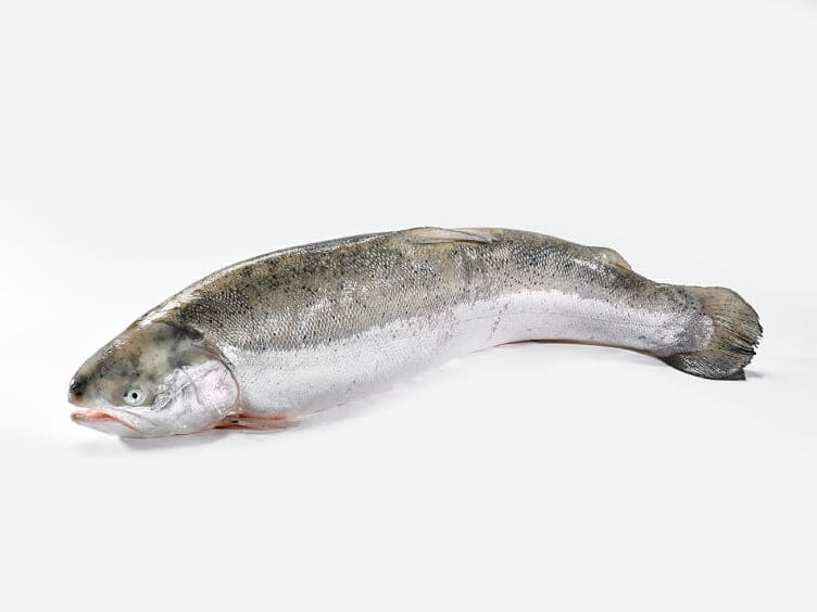 Hel ørret Oppdrett 2,5 kg