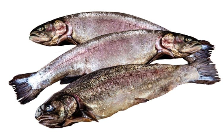 Rakfisk Ørret pr Kg
