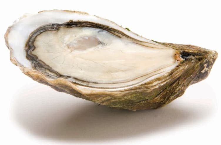 Østers La Pousse pr stykk 1 kg