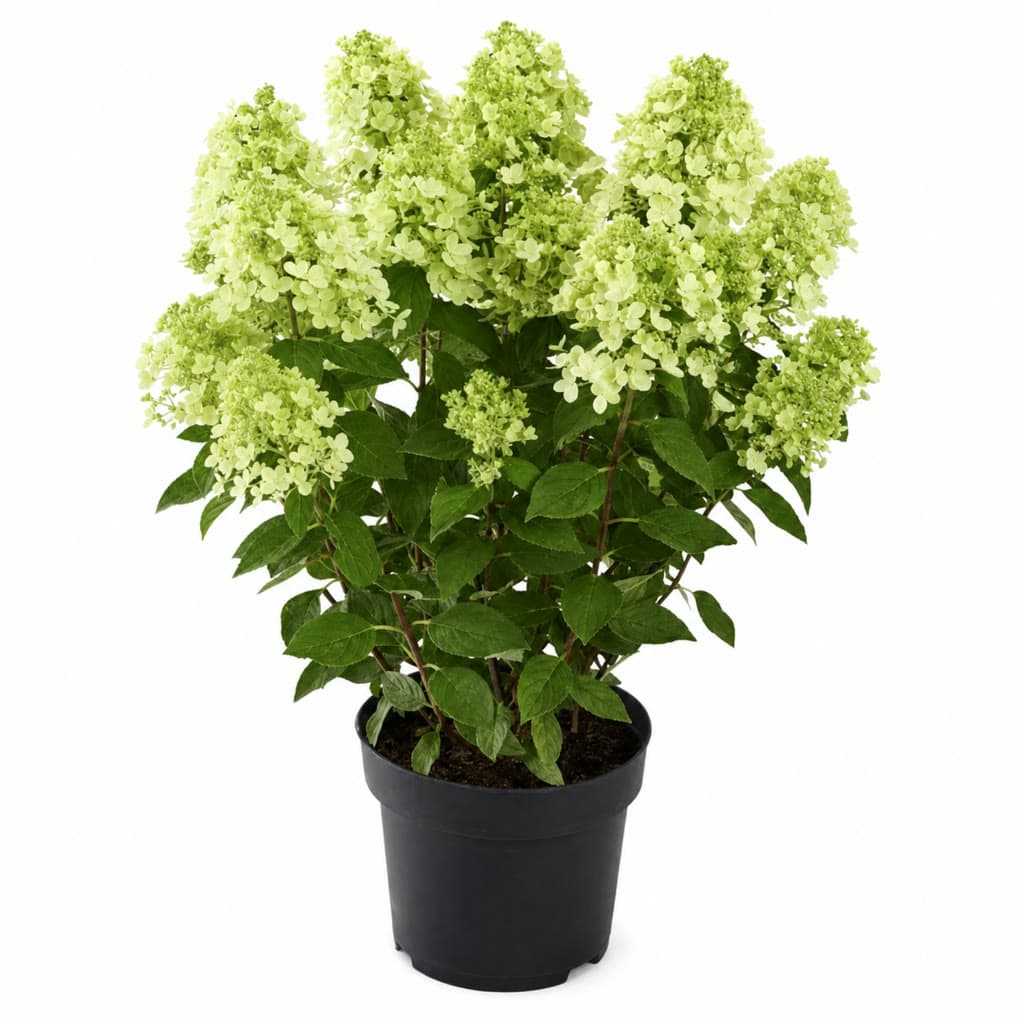 Syrinhortensia stk 1 stk