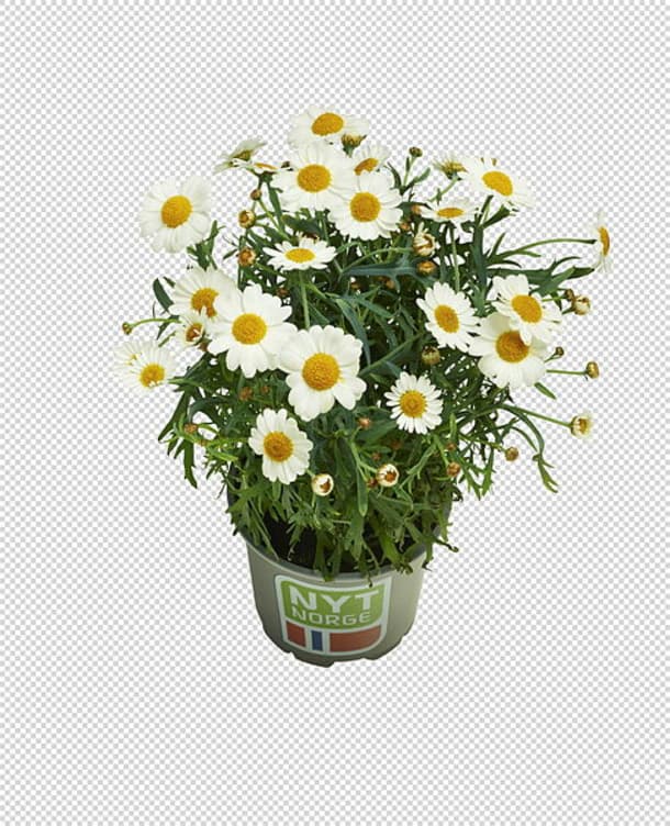 Margeritter Hvite 11cm