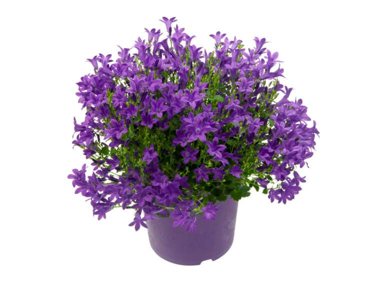 Campanula Royal i Potte