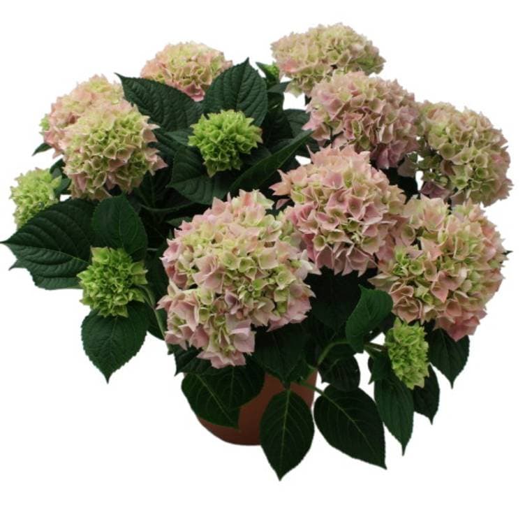 Hagehortensia 19cm