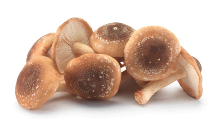Sopp Shitake 1 kg