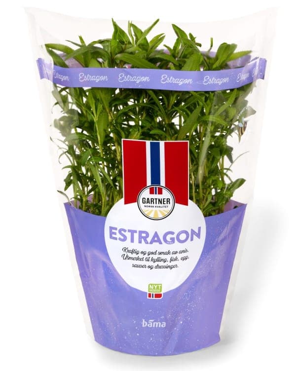 Estragon 12cm Stor Potte 425 g