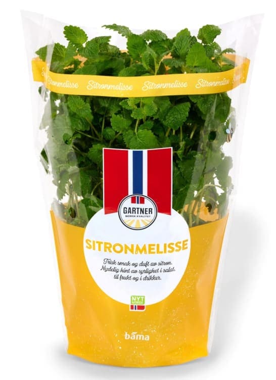 Sitronmelisse 12cm Stor Potte 425 g