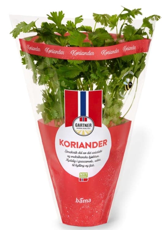 Koriander 9cm Potte Gartner 240 g