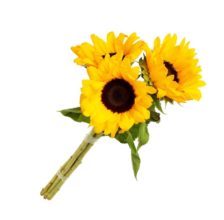 Solsikke 3pk