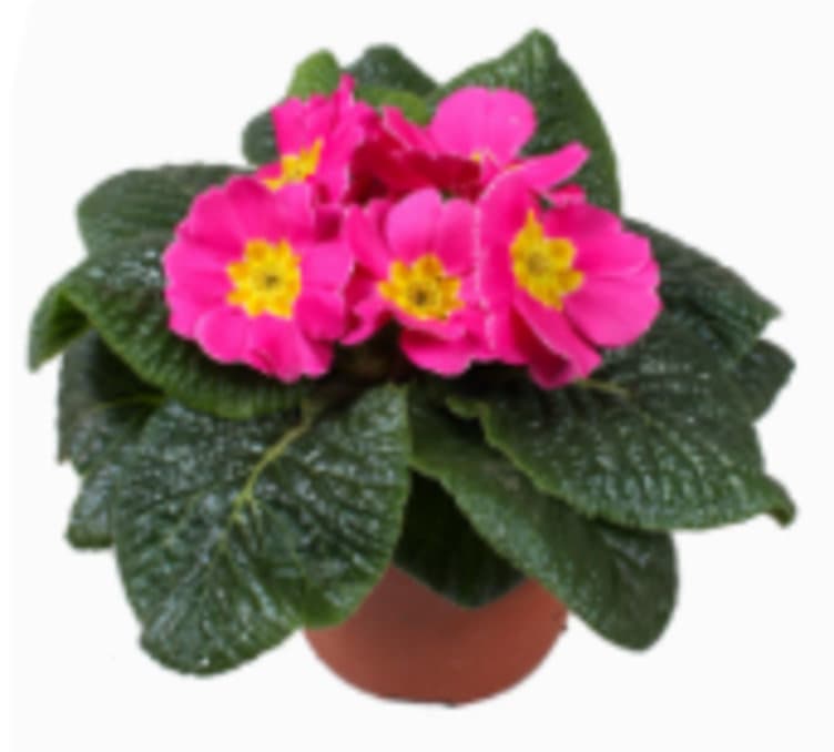 Primula Standard