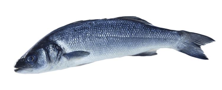 Havabbor hel Oppdrett pr Kg 500 g