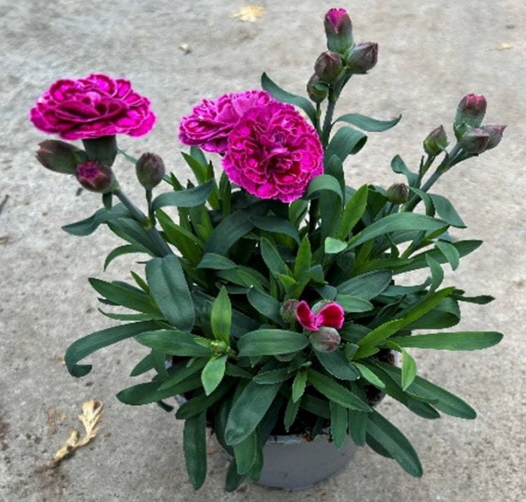 Pottenellik Oscar 12cm