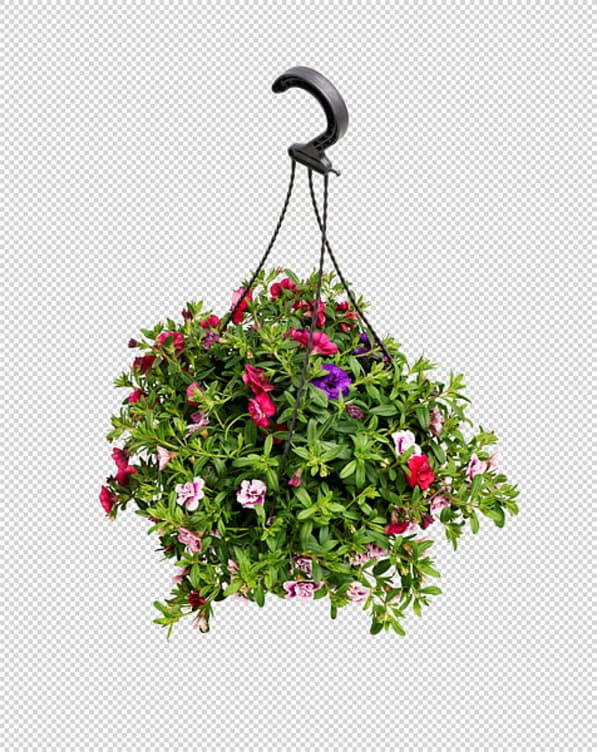 Petunia i Ampel