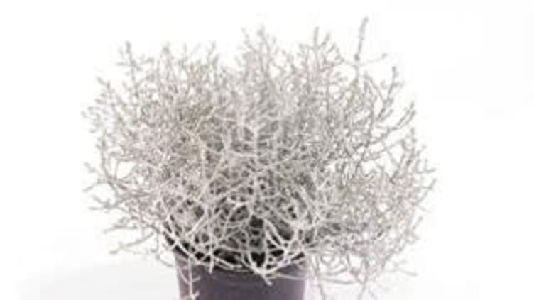 Sølvplante Mix 12cm