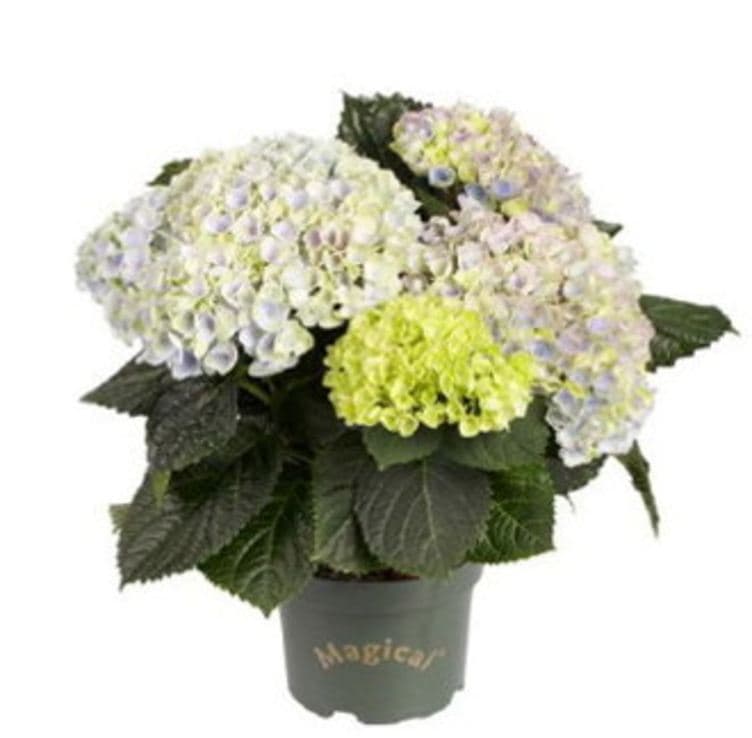 Hortensia Magical 11cm