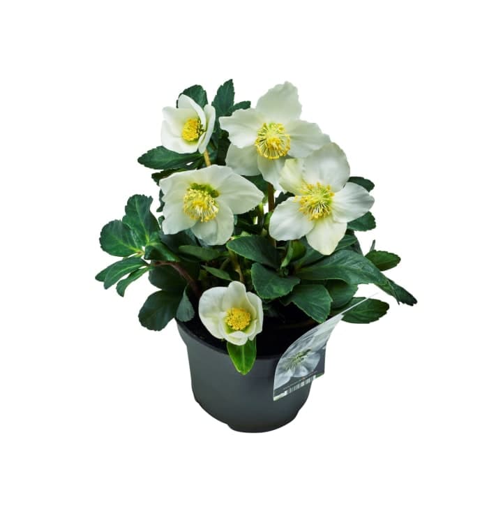 Helleborus Julerose 12cm