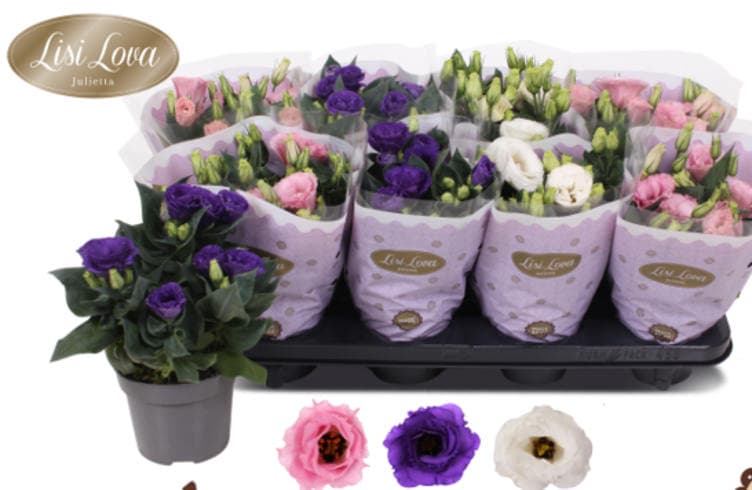 Lisianthus 13cm