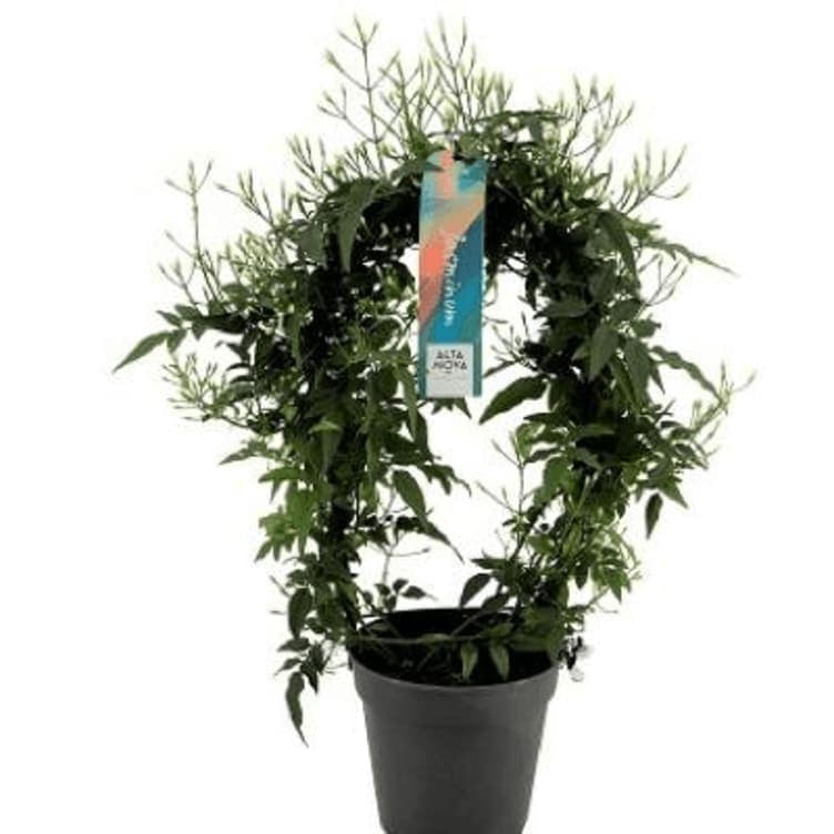 Duftsjasmin Bøyle 12cm