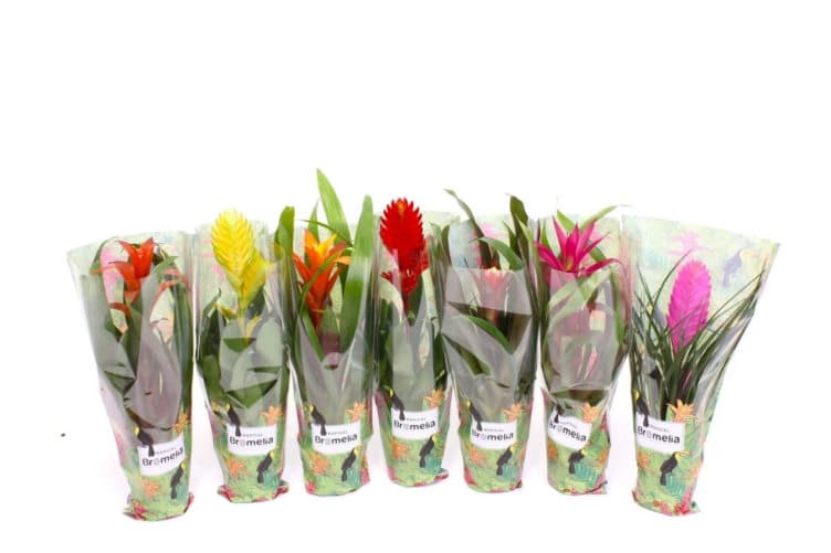 Bromelia Miks 12cm